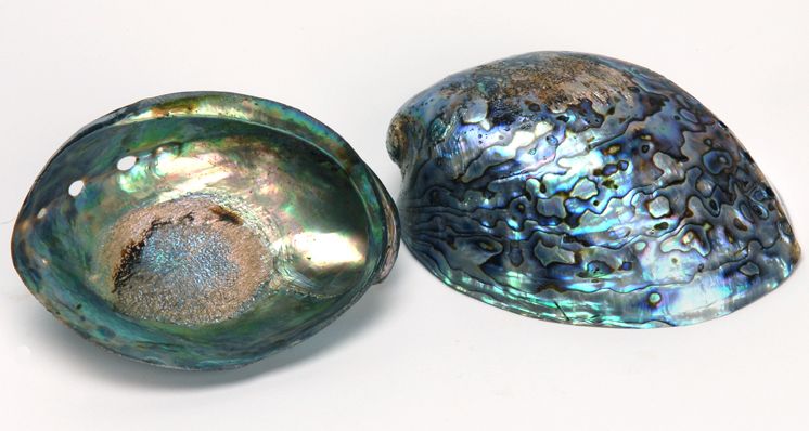 Diving into the World of New Zealand Paua Shells