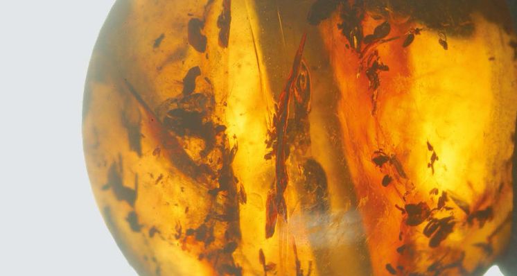 Identifying Reconstructed Amber versus Natural Amber