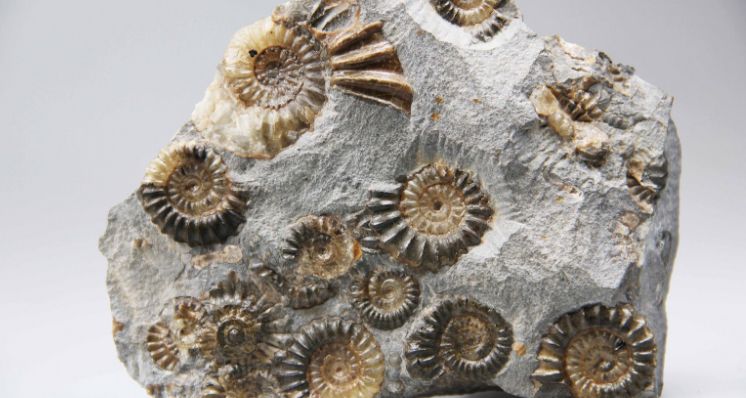 Gem-A Gemstone & Mineral Collection: Understanding Fossils as Decorative Materials