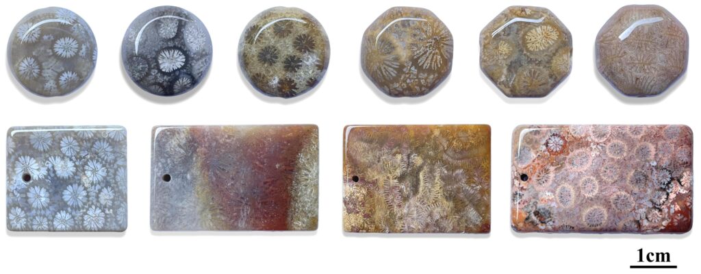 Gem Hub - gem hub - Polished specimens of silicified coral. Composite photo by J. Liu